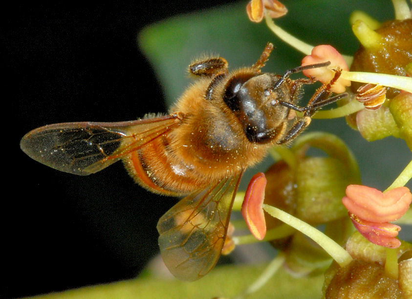 Le mie amiche api, sirfide e mosca
